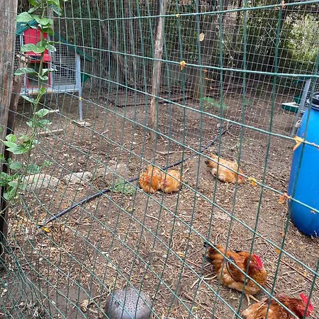 Olivarelle Domek alpejski *